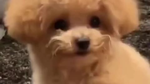 FUNNY CUTE MINI POMERANIAN | NOW GIVE ME THE TREAT