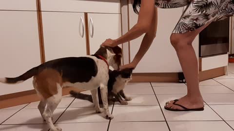 Incredibly well behaved cat and dog