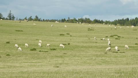 Sheep walk around and eat in a large green field