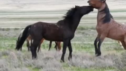 Beautiful horses playing..