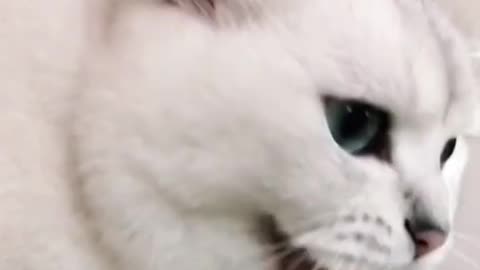 Kitty entertenment viral video.