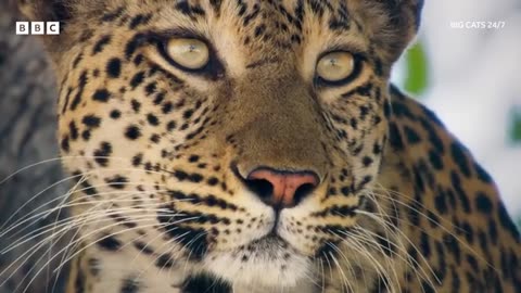 Leopard launches amazing aerial attack 🐆 😲 - BBC