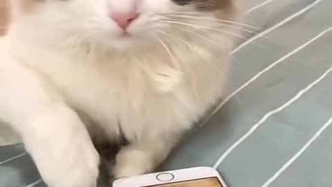 Funny cute cat 🐈