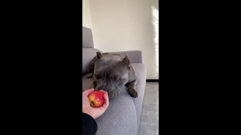 PIT BULL PLAYING WITH THE APPLE