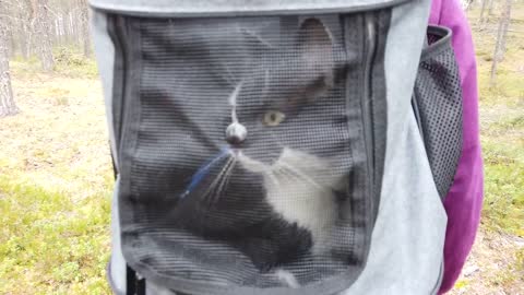 SAFELY HIKING WITH YOUR CAT