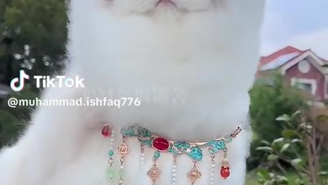 Pets trending fashion