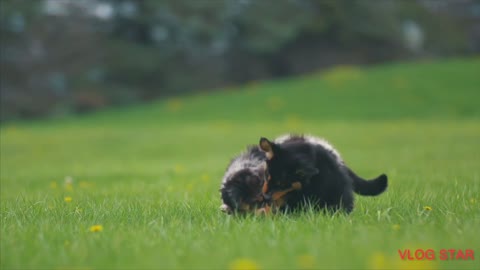 Cutie dog playing love game!