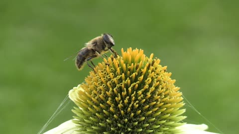 Animals - Bees That Can Be Found All Over The Continent.