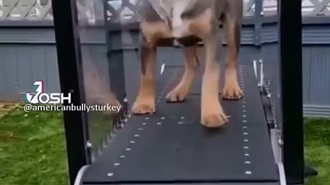 Dog exercise machine