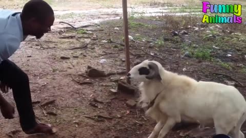 Hilarious Ram Encounters: Funniest Animal Videos Featuring Ram Antics!