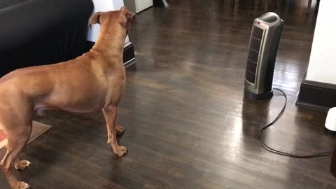 Dog HATES Space Heater, But Watch To See What Makes Him Stop