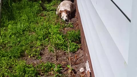 Hound Dog Soakin Up The Sun