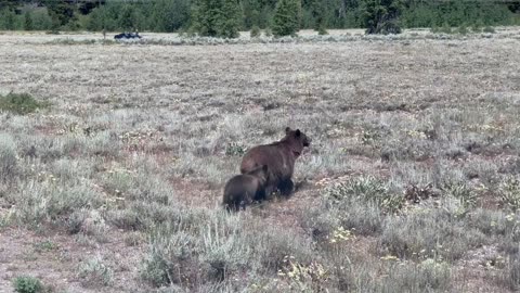 Even Grizzlies Look Both Ways Before Crossing the Street