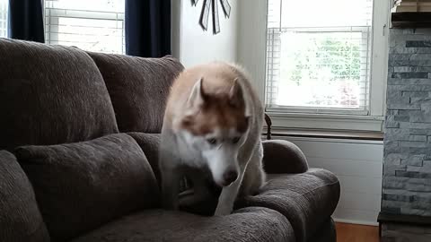 My Crazy Husky MAXIMUS