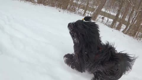 Tibetan Terrier Dog Running In Snow