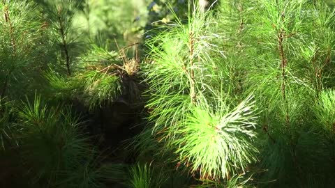 How Army Snipers Create Camouflage Ghillie Suits For Combat _ Boot Camp.