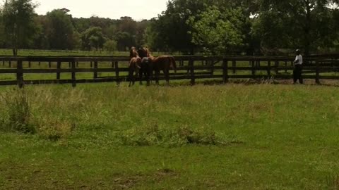 Same 3 Arabians we couldn't catch them most of the time, we had only had them like 2 weeks though