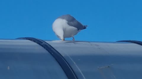 Herring Gull On A Roof