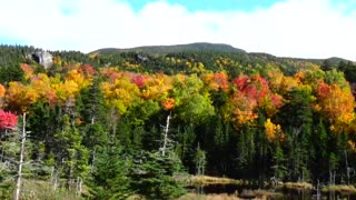 Roadside Foliage