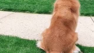 Freddie Gets Excited When the Ice Cream Truck Arrives