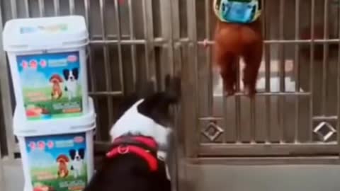 Funniest Smart Dogs Ever