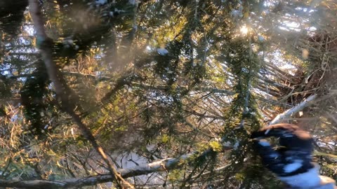 Parachutist Lands in Snowy Tree