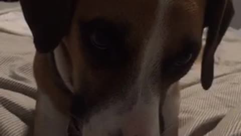 Dog on bed humming