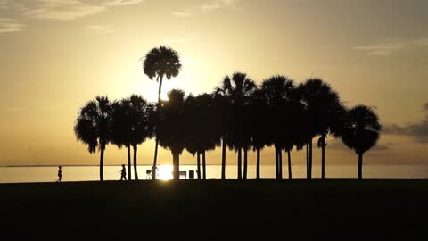 Sunrise Silhouette Palm Trees Runner Biker Bayfront St Petersburg Florida