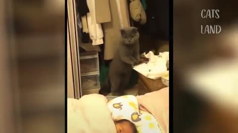 So Cute! Cats Playing Compilation