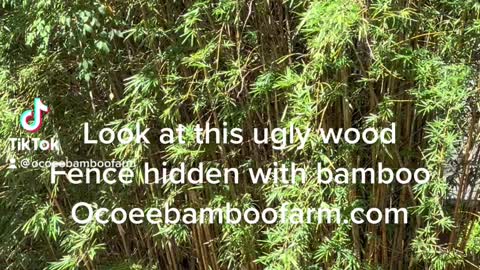 Look at this ugly wood fence being hidden with bamboo