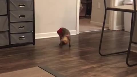 Small brown dog in pink diapers jumps her legs in the air while walking