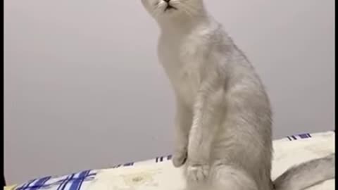 Cat dance funny video #Shorts #short #clickpet