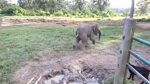 Baby elephant frightened goat.