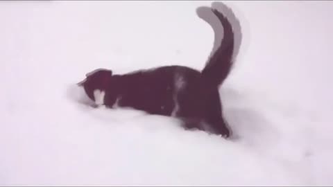 Cats in snow (LLOL)