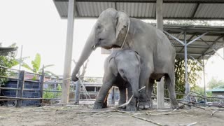 Happy Elephants Groove to a Tune