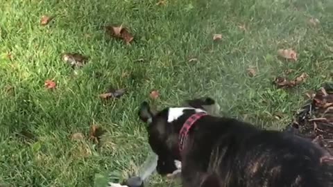 Boxer tried to bite sprinkler on lawn