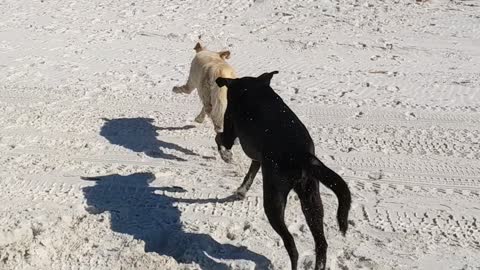 Beach dog fun with live music