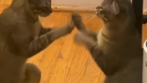 FUNNY CATS and DOGS 🐱🐶 New Funniest Cute Animals Videos 2024