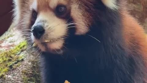 Red panda...