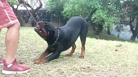 Do You Want a Rottweiler_ Check This!!