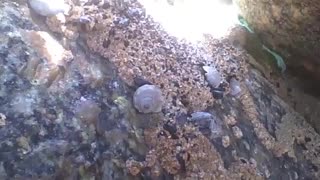 Shellfish and snails live on the rocks of the sea near the beach [Nature & Animals]