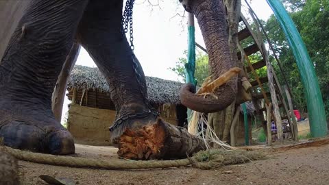 Elephant in captivity chewing banana tree trunk