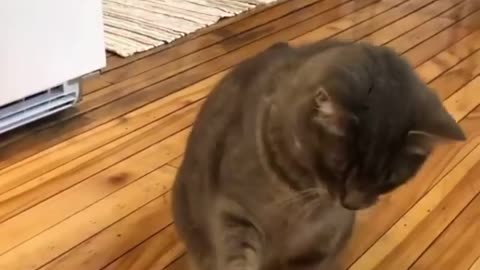 Cat high fives human | Cat Training