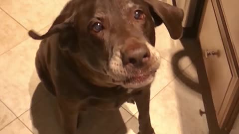 Chocolate lab slow motion food catch