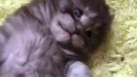 The Funniest Cat Videos on the Internet 🤣🐱