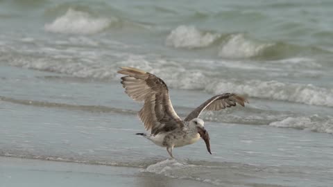 A Ring-Billed Gull Gets the Prize