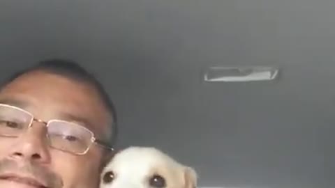 Hombre que conduce un taxi para perritos graba hermosos vídeos con sus traviesos pasajeros