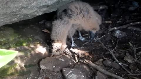 Baby Vulture found on cliff side