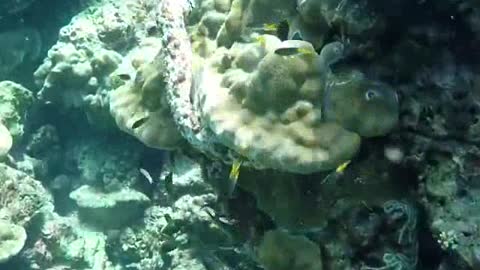 Adorable Koi Fishes Knocks Out Divers Movement