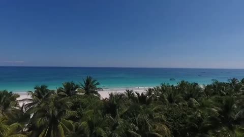 Sea palm trees wind flight | free stock video FullHD 1080 | nature